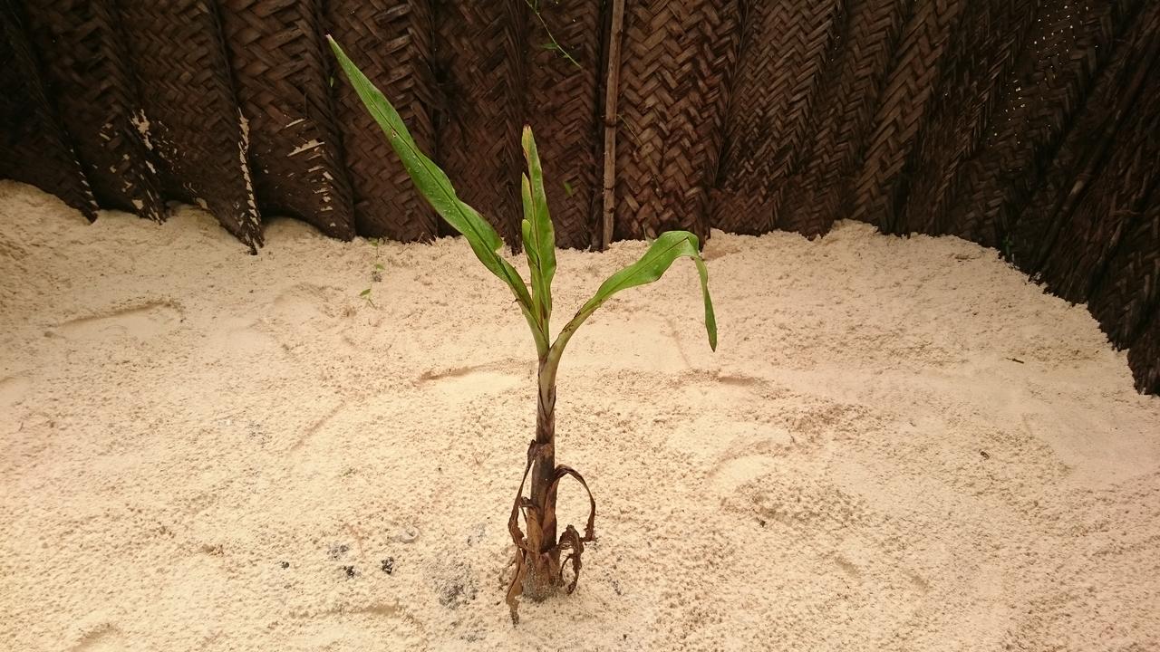 Kaskazi Beach Nungwi